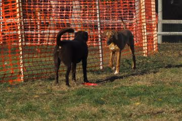 Rowayton Dog Park photo 1
